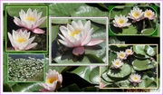 29th Jun 2018 - Waterlily collage 2