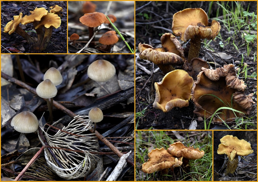 Forest Fungi 2018-06-29 by merrelyn