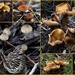 Forest Fungi 2018-06-29 by merrelyn