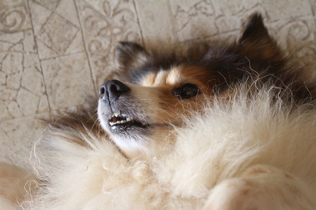 Fluffy Dog by essiesue
