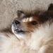 Fluffy Dog by essiesue