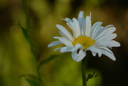 29th Jun 2018 - Daisy....