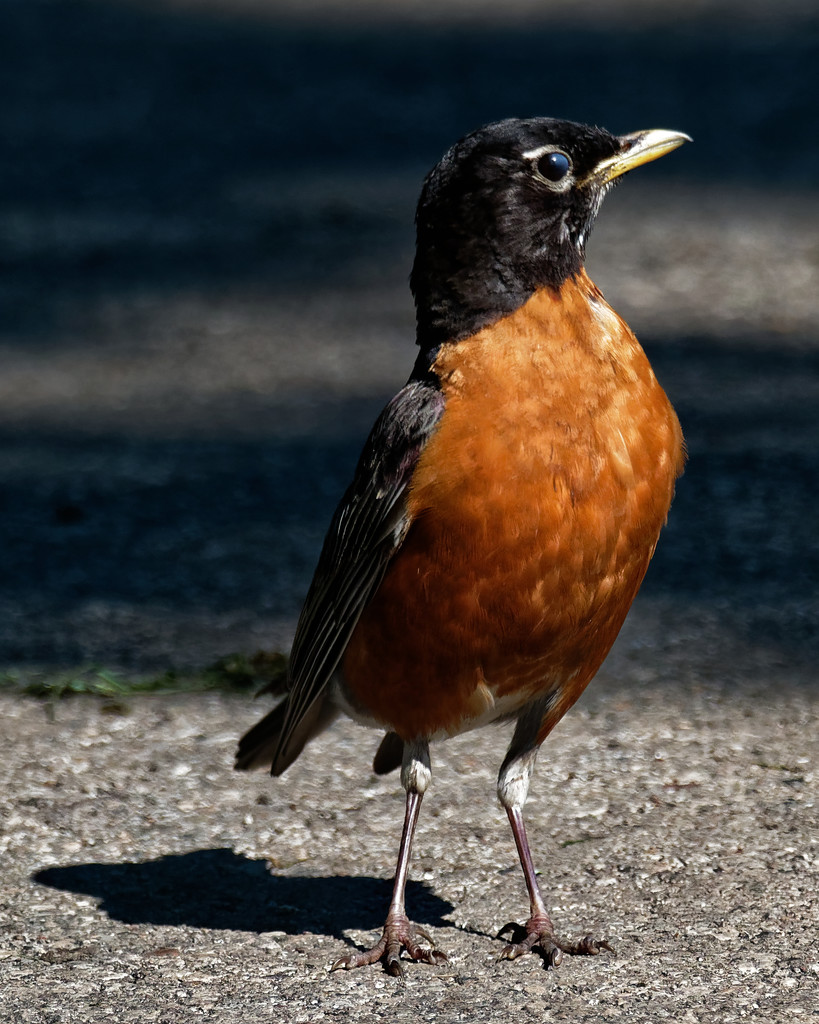 American robin portrait with shadow by rminer