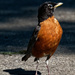 American robin portrait with shadow by rminer