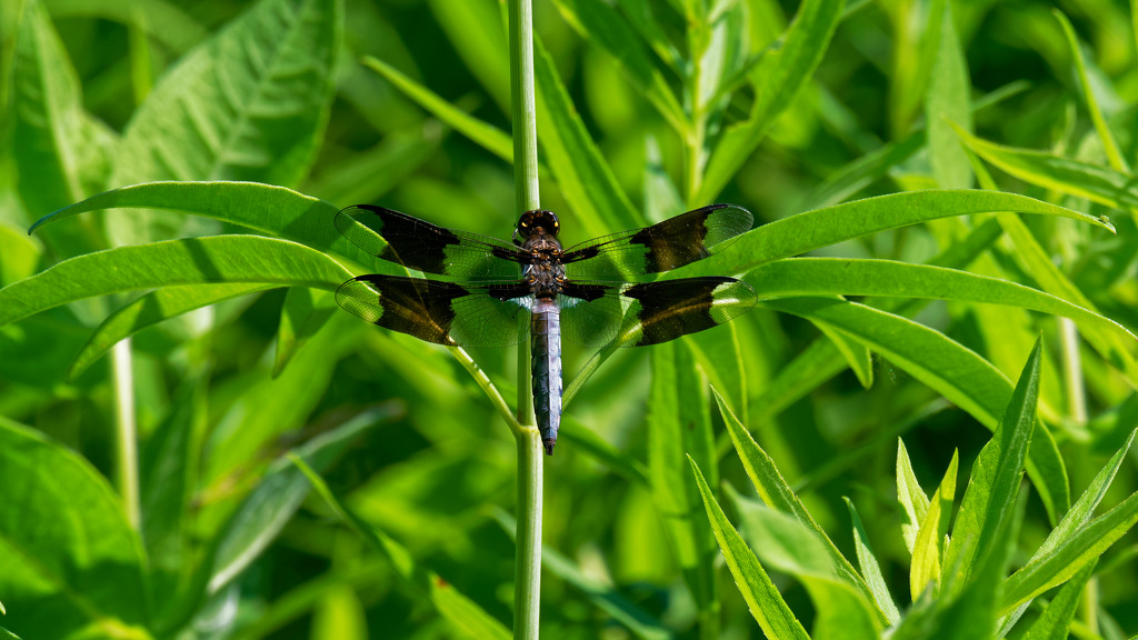 Common Whitetail Skimmer by rminer