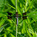 Common Whitetail Skimmer by rminer