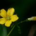 Slender Yellow Woodsorrel by rminer
