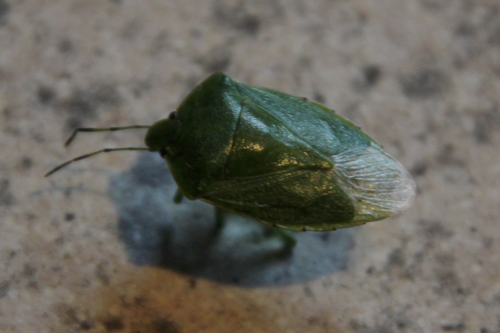 Green Bug by bjchipman