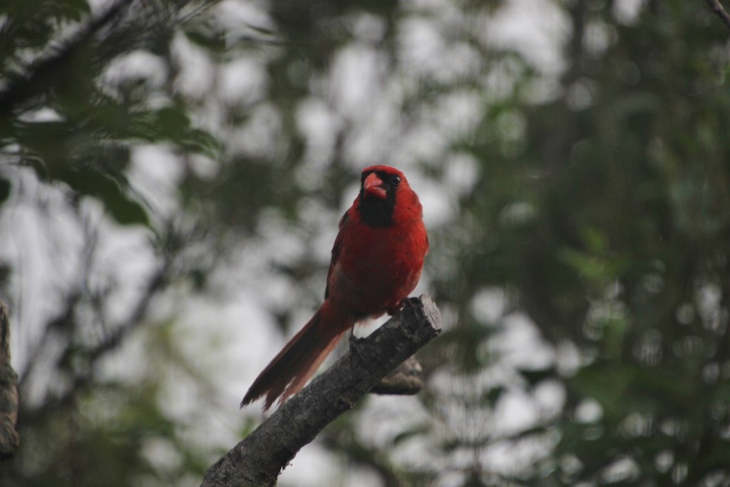 Young Male Cardinal by bjchipman