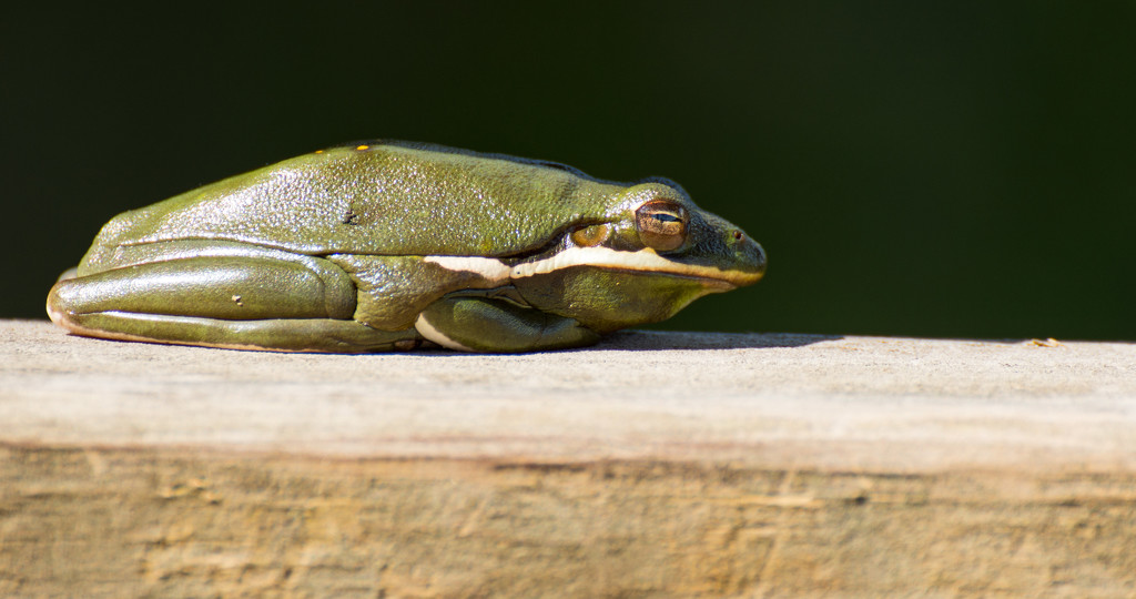 Tree Frog Down on the Railing! by rickster549