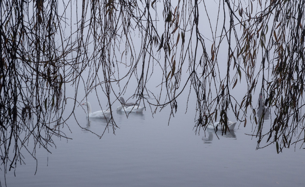 Geese glide through misty shrouded waters by brigette