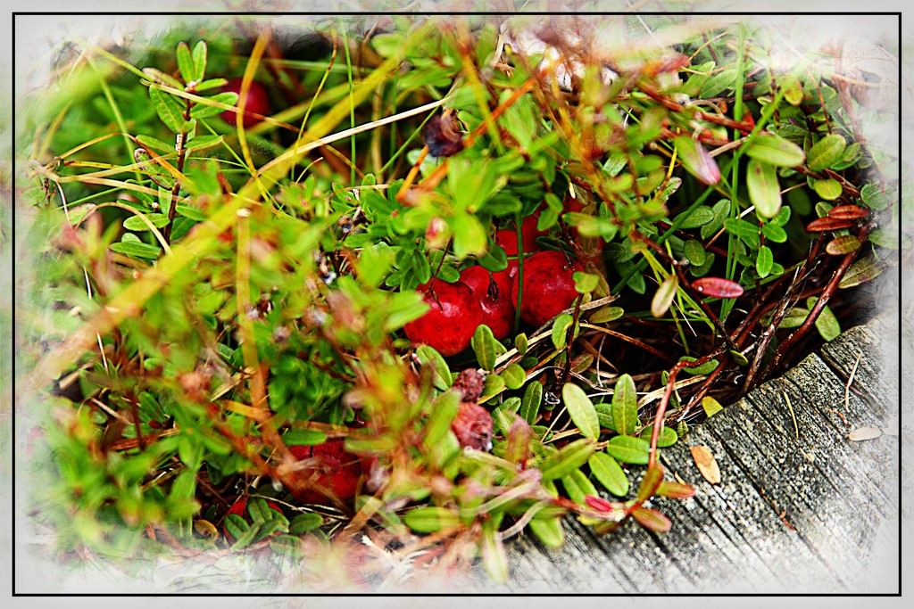 Cranberry Cluster by olivetreeann