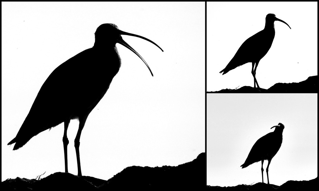 Curlew poses by steveandkerry