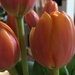Tulips by narayani