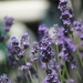 Lavender by 365projectmaxine