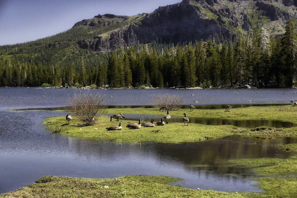 Canadian Geese On Vacation by joysfocus