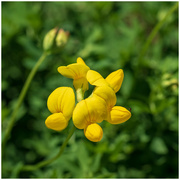 30th Jun 2018 - yellow flower