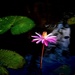 Lovely Lily in the pond  by joemuli