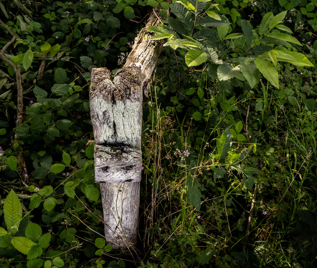 Paimpont 2018: Day 156 - Occasional Fence Post 30 by vignouse