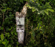 30th Jun 2018 - Paimpont 2018: Day 156 - Occasional Fence Post 30