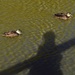 Me, My Shadow & Two Ducks ~ by happysnaps