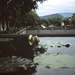 Lotus pool by peterdegraaff