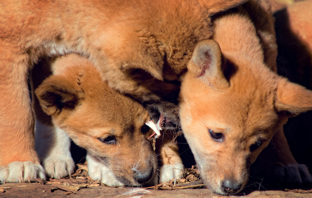 Dingo Pups by annied