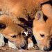 Dingo Pups by annied