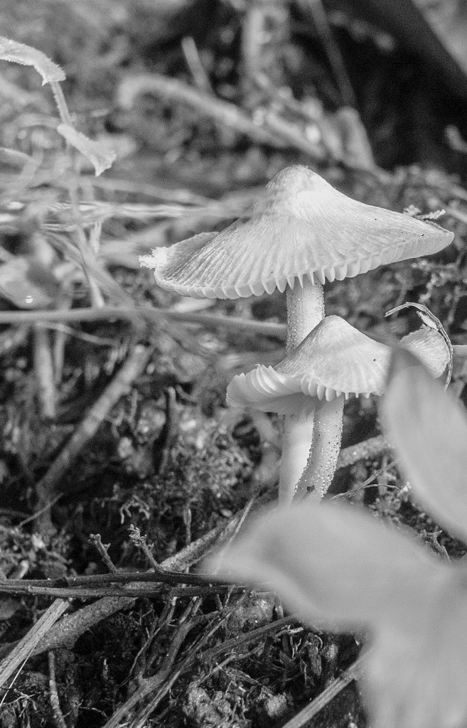 Rain Forest Mushroom by ianjb21
