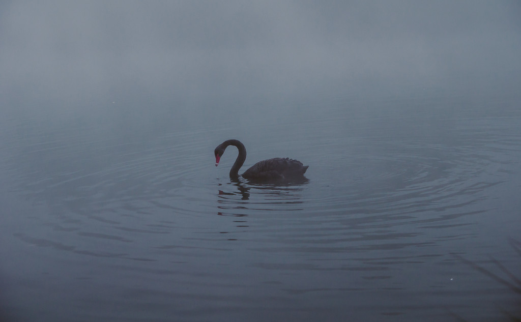 Lone swan by brigette