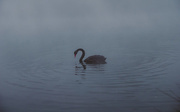 29th Jun 2018 - Lone swan
