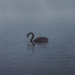 Lone swan by brigette