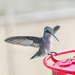 "Hummer Bird"  by jnorthington