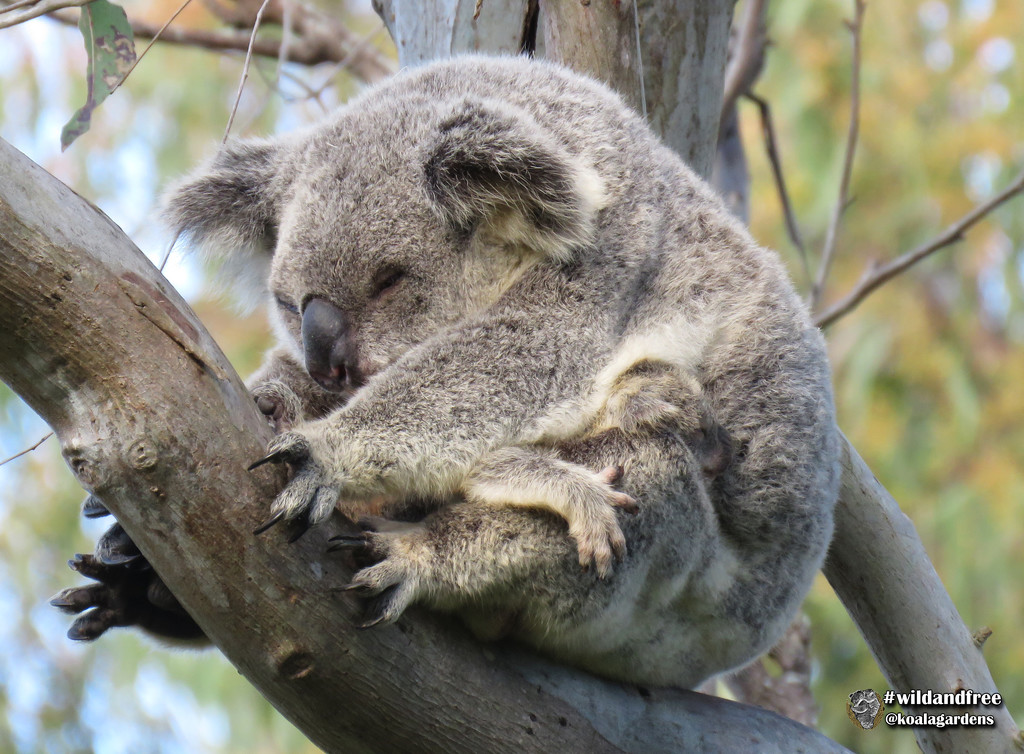 weekend livin by koalagardens