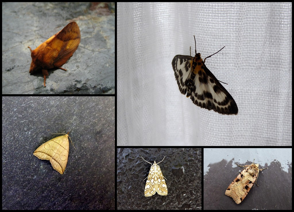 Garden moths 21 by steveandkerry