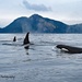 Biggs Killer Whales by kathyo