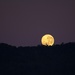 Full moon early morn by kiwinanna