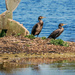 Cormorants by carolmw