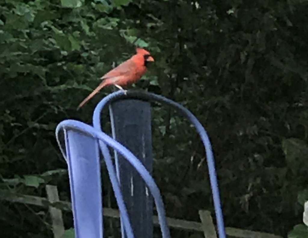 Red bird, blue chair by pfaith7
