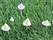 30th Jun 2018 - mushrooms