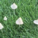 mushrooms by pfaith7