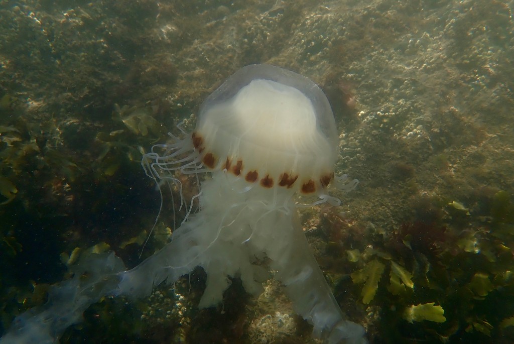 COMPASS JELLYFISH by markp