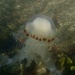 COMPASS JELLYFISH by markp