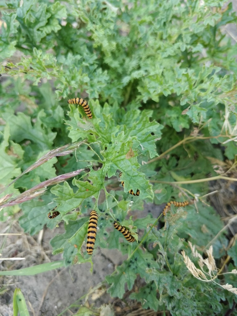 Cinnabar Moth Caterpillars by roachling