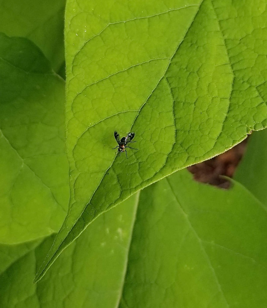 Little green fly on Catalpa leaf by meotzi