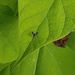 Little green fly on Catalpa leaf by meotzi