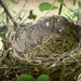 The Empty Nest by alophoto