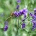 Honeybee by mattjcuk