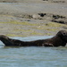 Basking Seal  by 30pics4jackiesdiamond