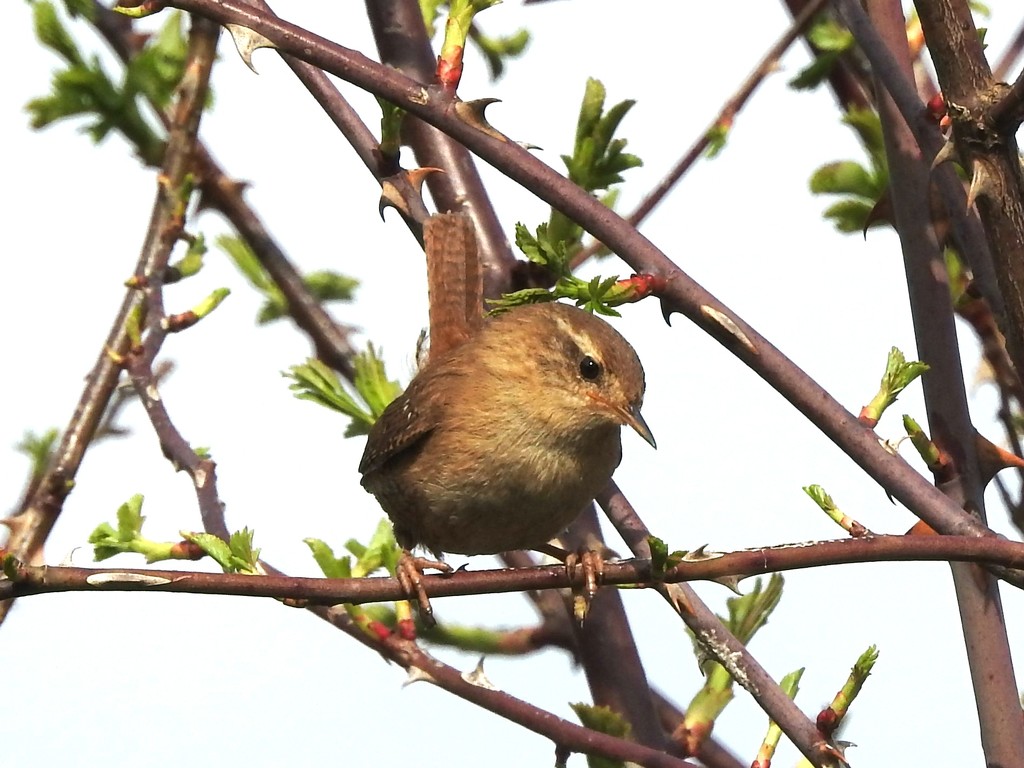 Wren by oldjosh